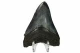 Fossil Megalodon Tooth - South Carolina #164965-2